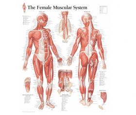 Anatomical Chart - The Female Muscular System