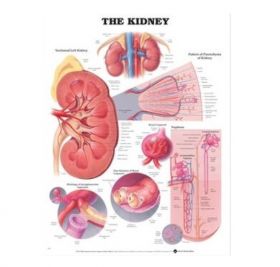 Anatomical Chart - The Kidney