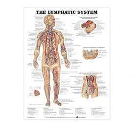 Anatomical Chart - The Lymphatic System