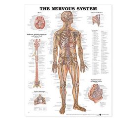 Anatomical Chart - The Nervous System