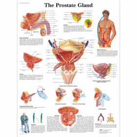 Anatomical Chart - The Prostate