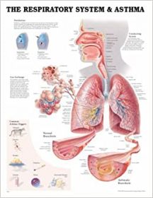 Anatomical Chart - The Respiratory System and Asthma, 2nd Edition