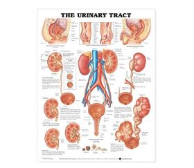 Anatomical Chart - The Urinary Tract