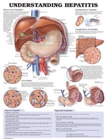 Anatomical Chart - Understanding Hepatitis