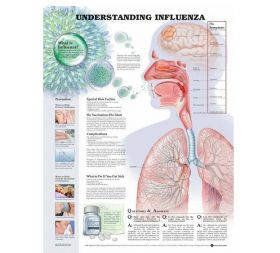 Anatomical Chart - Understanding Influenza