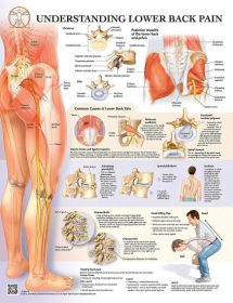 Anatomical Chart - Understanding Low Back Pain