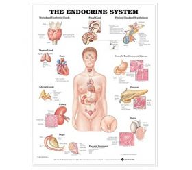 Anatomical Chart The Endocrine System