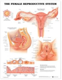 Anatomical Chart The Female Reproductive System