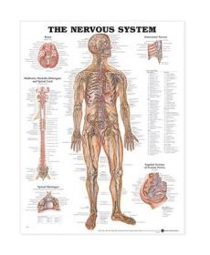 Anatomical Chart The Nervous System