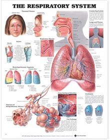 Anatomical Chart The Respiratory System