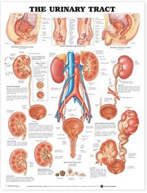 Anatomical Chart The Urinary Tract System