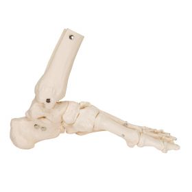 Loose Foot and Ankle Skeleton Model on Elastic [Pack of 1]
