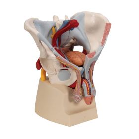 Male Pelvis Model with Ligaments, Vessels, Nerves, Pelvic Floor and Organs (7 parts) [Pack of 1]