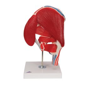 Hip Joint Model with Removable Muscles (7 part) [Pack of 1]