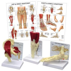 Lower Limb Patient Education Collection [Pack of 1]
