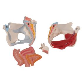 Female Pelvis Model with Ligaments, Muscles and Organs [Pack of 1]