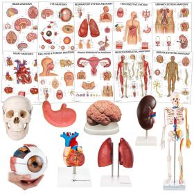 Secondary School Anatomy Collection [Pack of 1]