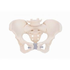 Articulated Female Pelvis Model (4 parts) [Pack of 1]