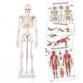 Pilates Teacher Anatomy Collection [Pack of 1]