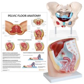 Pelvic Floor Anatomy Collection [Pack of 1]