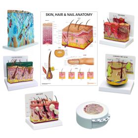 Skin Anatomy & Pathology Collection [Pack of 1]