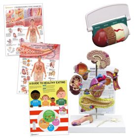 Type II Diabetes Education Collection [Pack of 1]