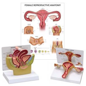 Female Reproductive System Anatomy & Pathology Collection [Pack of 1]