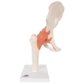 Deluxe Functional Hip Joint Model [Pack of 1]