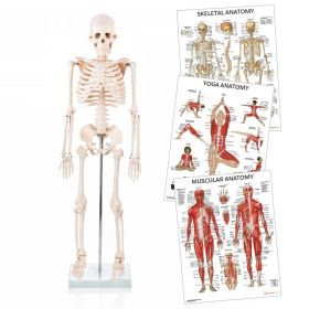 Yoga Teacher Anatomy Collection [Pack of 1]