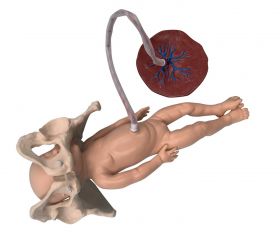 Budget Childbirth Model Set (Pelvis, Foetal Doll and Placenta) [Pack of 1]
