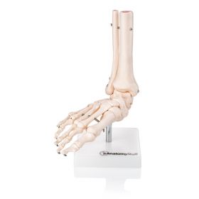 Budget Foot and Ankle Joint Model [Pack of 1]