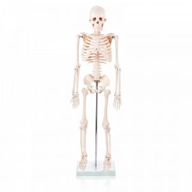 Budget Half Size Skeleton Model [Pack of 1]