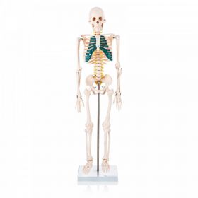Budget Half Size Skeleton Model with Spinal Nerves [Pack of 1]