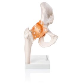 Budget Flexible Hip Model with Ligaments [Pack of 1]