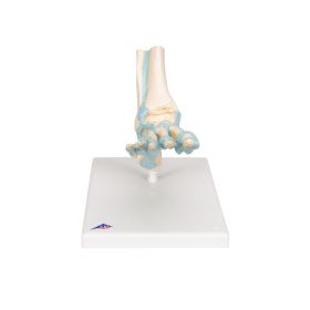 Foot Skeleton Model with Ligaments [Pack of 1]