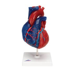 Didactic Heart Model (5 part) [Pack of 1]