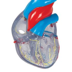 Heart Model with Conducting System (2 part) [Pack of 1]