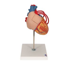 Giant Heart with Bypass Model (2 times life size, 4 part) [Pack of 1]