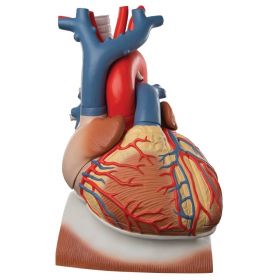 Heart on Diaphragm Model (3 times life size, 10 part) [Pack of 1]