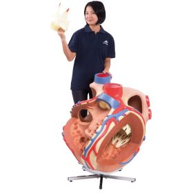 Giant Heart Model (8 times life size) [Pack o f1]