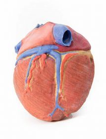 Heart 3D Printed Anatomy Model [Pack of 1]