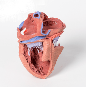 Heart Internal Structures 3D Printed Anatomy Model [Pack of 1]