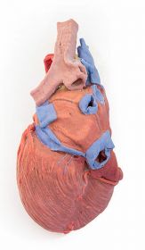 Heart with Trachea and Bronchi 3D Printed Anatomy Model [Pack of 1]