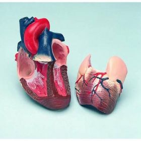 Life-Size Heart Model (2 part) [Pack of 1]