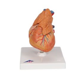 Heart Model with Thymus (3 part) [Pack of 1]