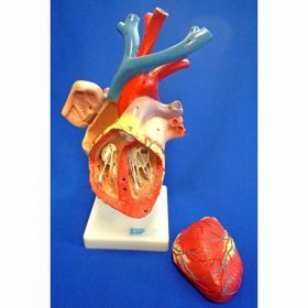 Numbered Flexible Heart Model [Pack of 1]