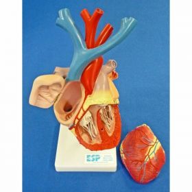 Flexible Heart Model [Pack of 1]