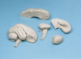 Erler Zimmer Brain, Life Size In 8 Parts, Sectional Planes Removable Brain Stem Dissectable [Pack of 1]