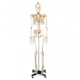 Bucky Numbered Skeleton Model [Pack of 1]