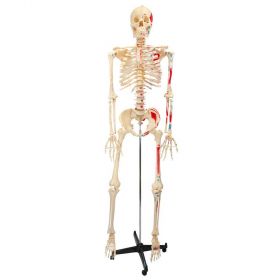 Bucky Painted and Numbered Skeleton Model [Pack of 1]